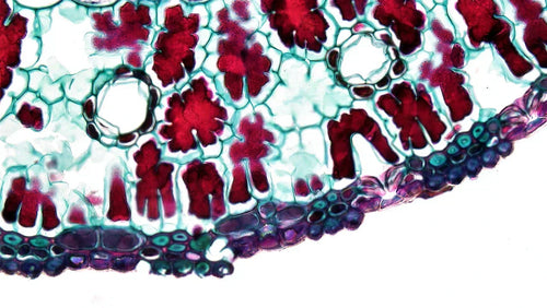 Cold Therapy Could Slow Cancer Growth: What Science Says